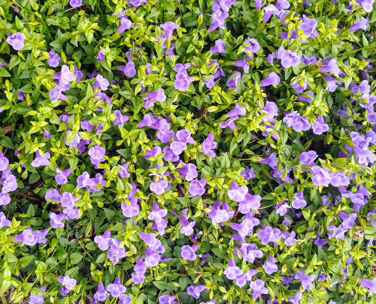 f:id:akalisa:20190710221440j:plain