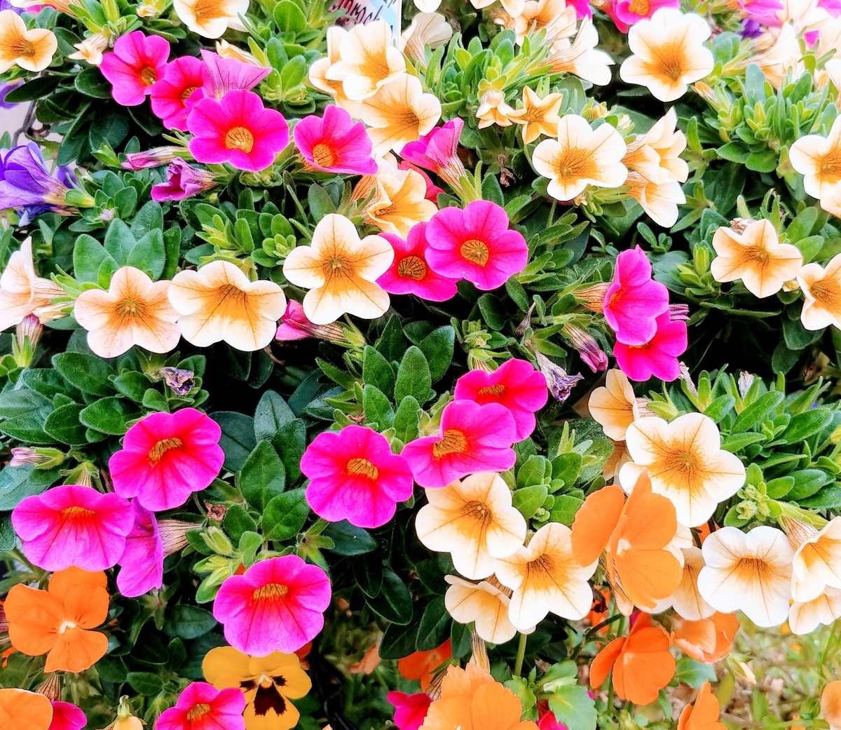 f:id:akalisa:20190710232236j:plain