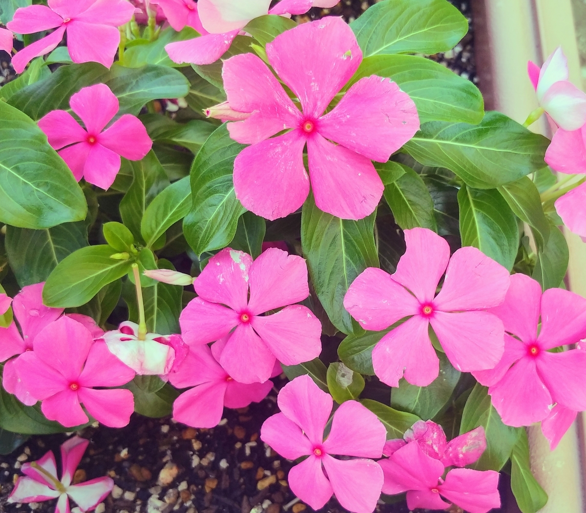 f:id:akalisa:20190716162840j:plain