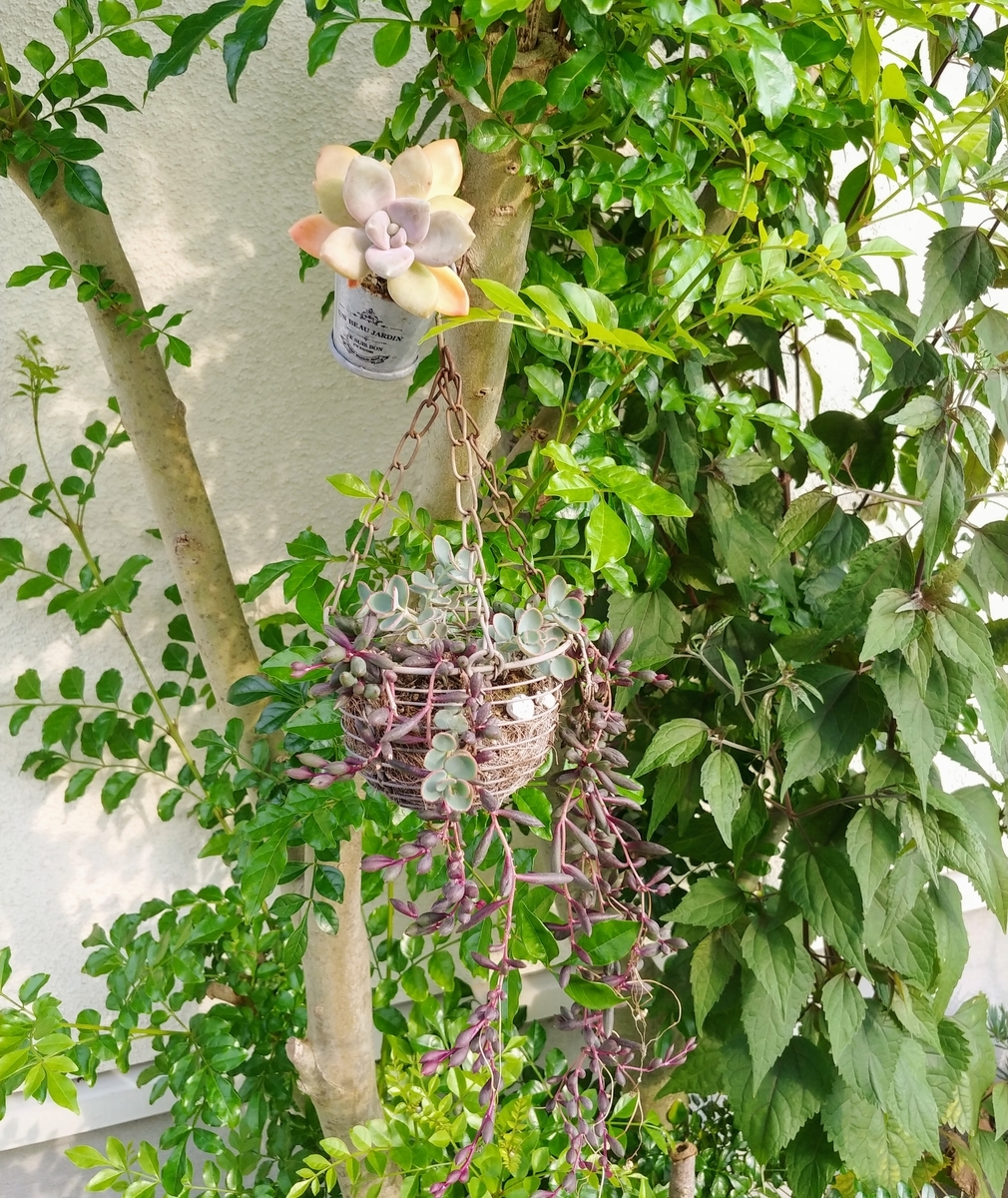 f:id:akalisa:20190722152230j:plain