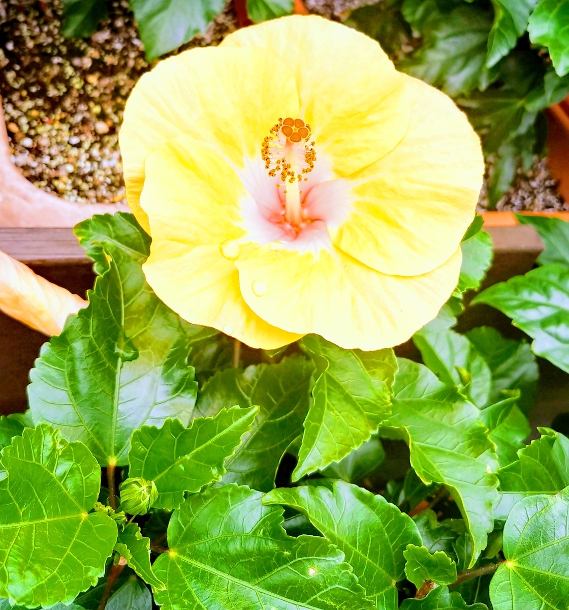 f:id:akalisa:20190801092956j:plain