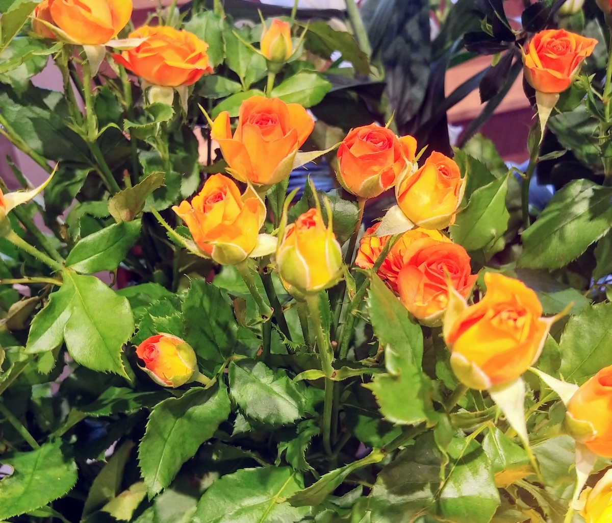 f:id:akalisa:20190802174434j:plain