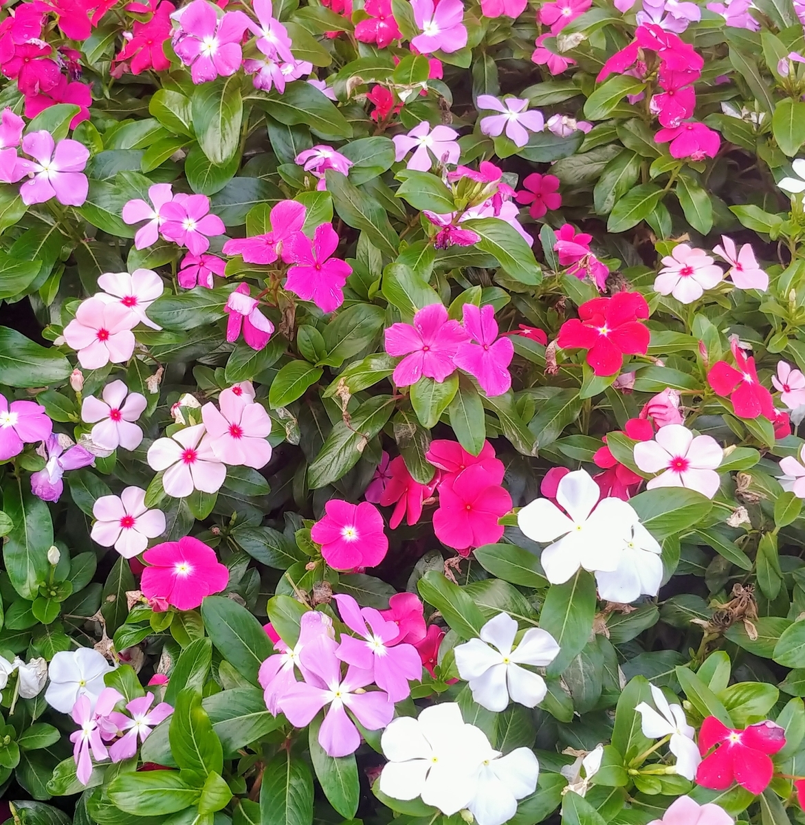 f:id:akalisa:20190808130254j:plain