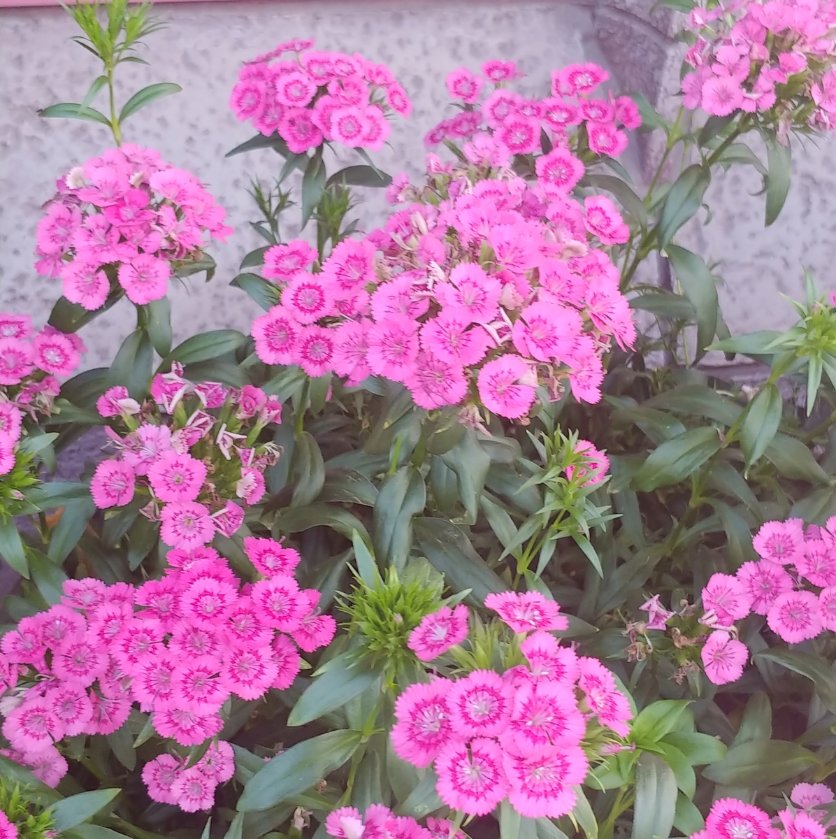f:id:akalisa:20190810053007j:plain