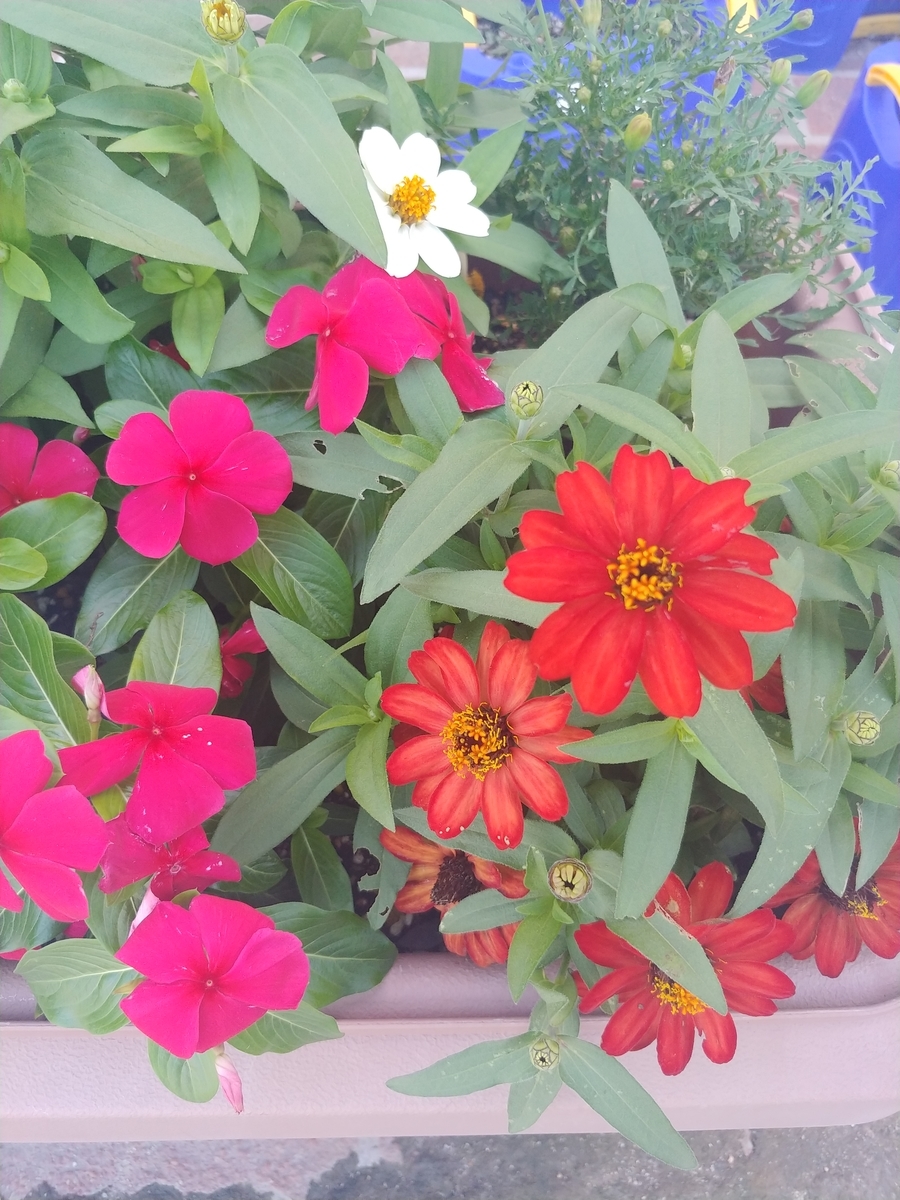 f:id:akalisa:20190831142855j:plain