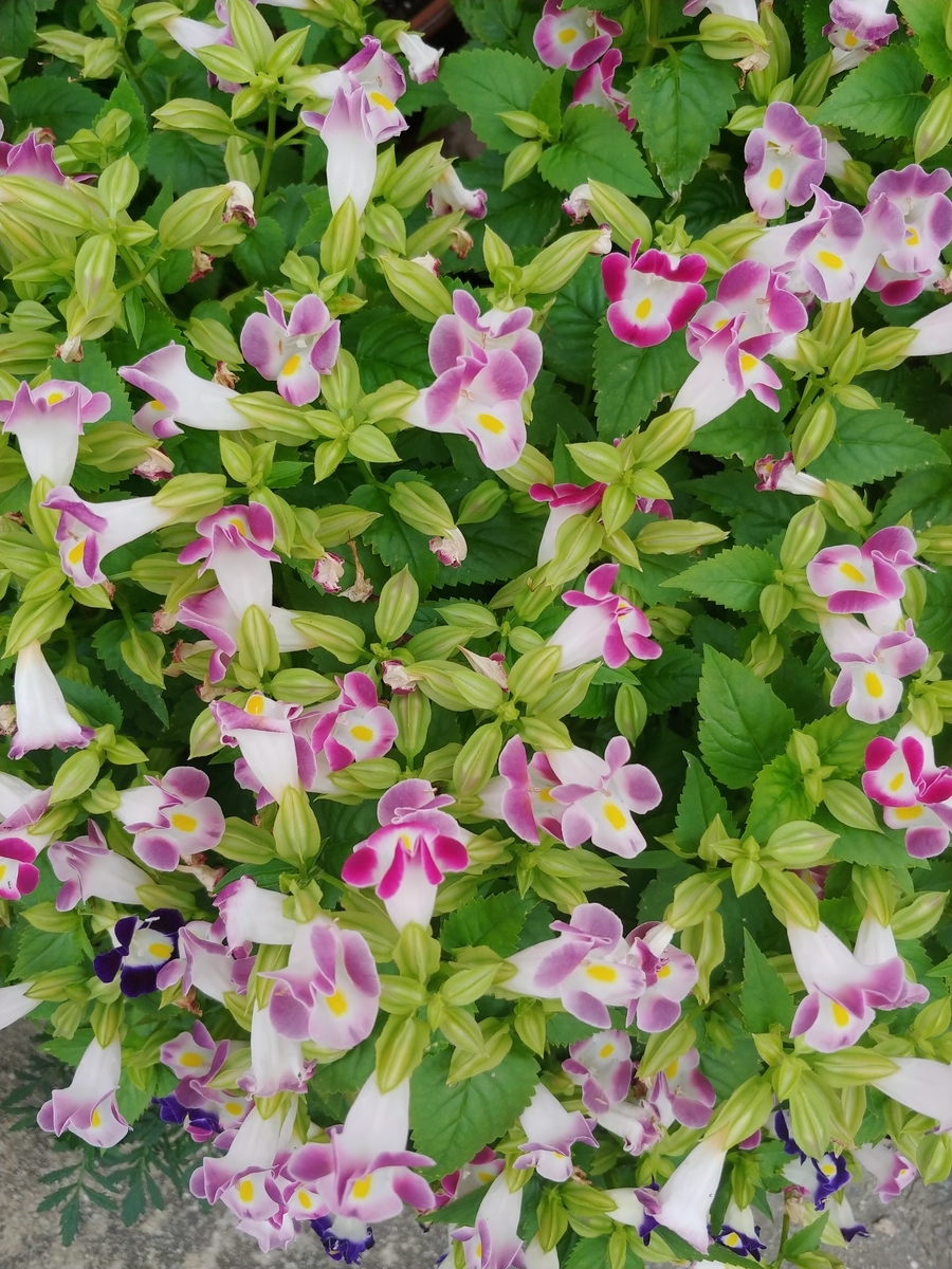 f:id:akalisa:20190917104555j:plain