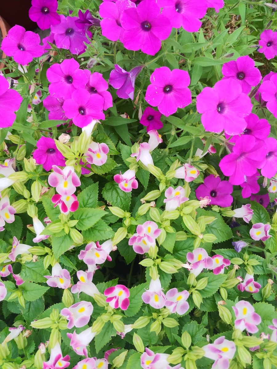 f:id:akalisa:20190917183352j:plain