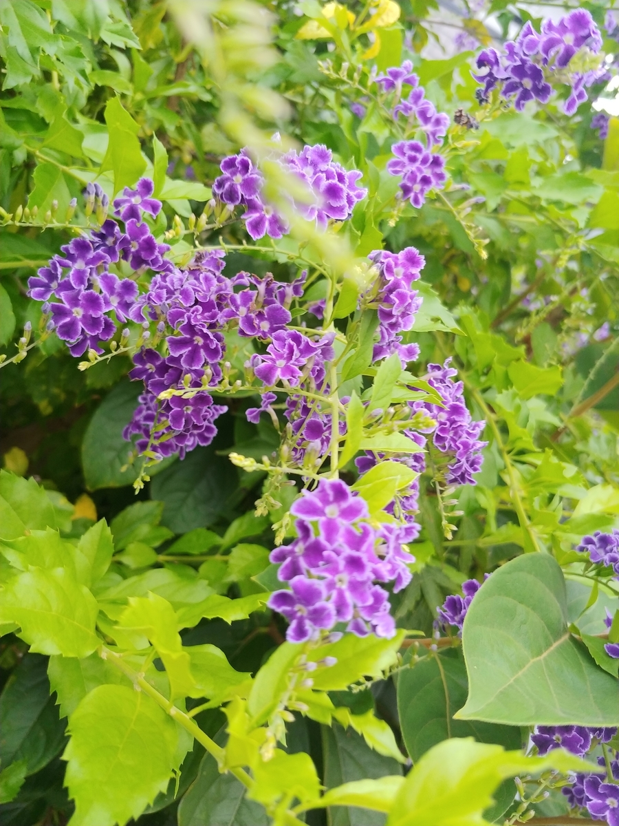 f:id:akalisa:20190918103756j:plain