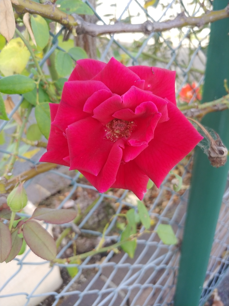 f:id:akalisa:20190920144642j:plain