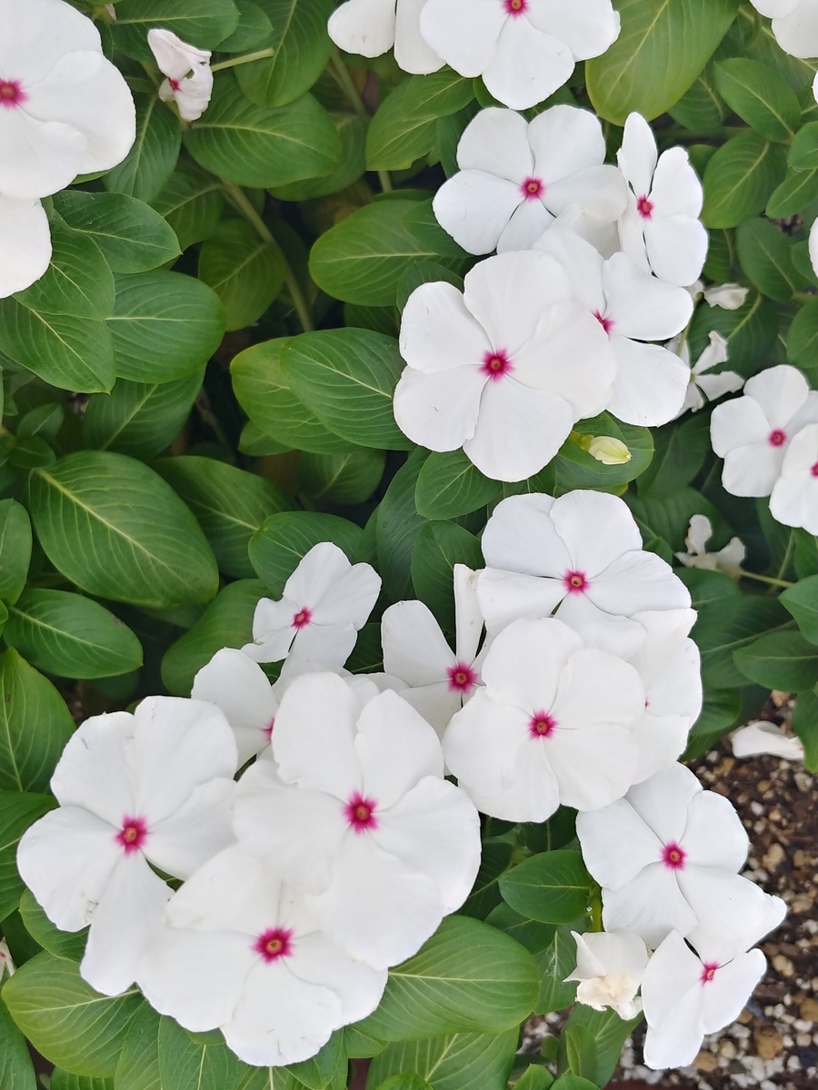 f:id:akalisa:20191005143225j:plain