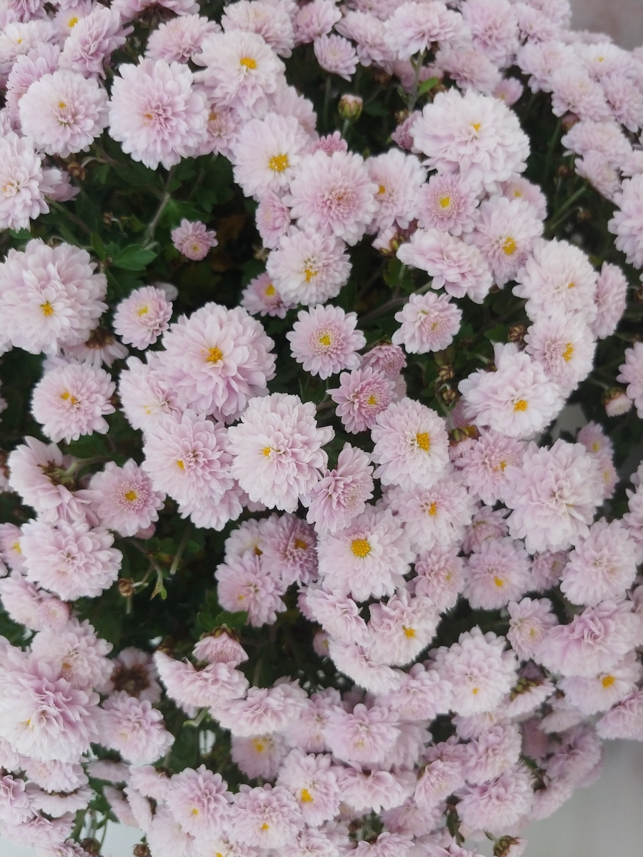 f:id:akalisa:20191120121202j:plain
