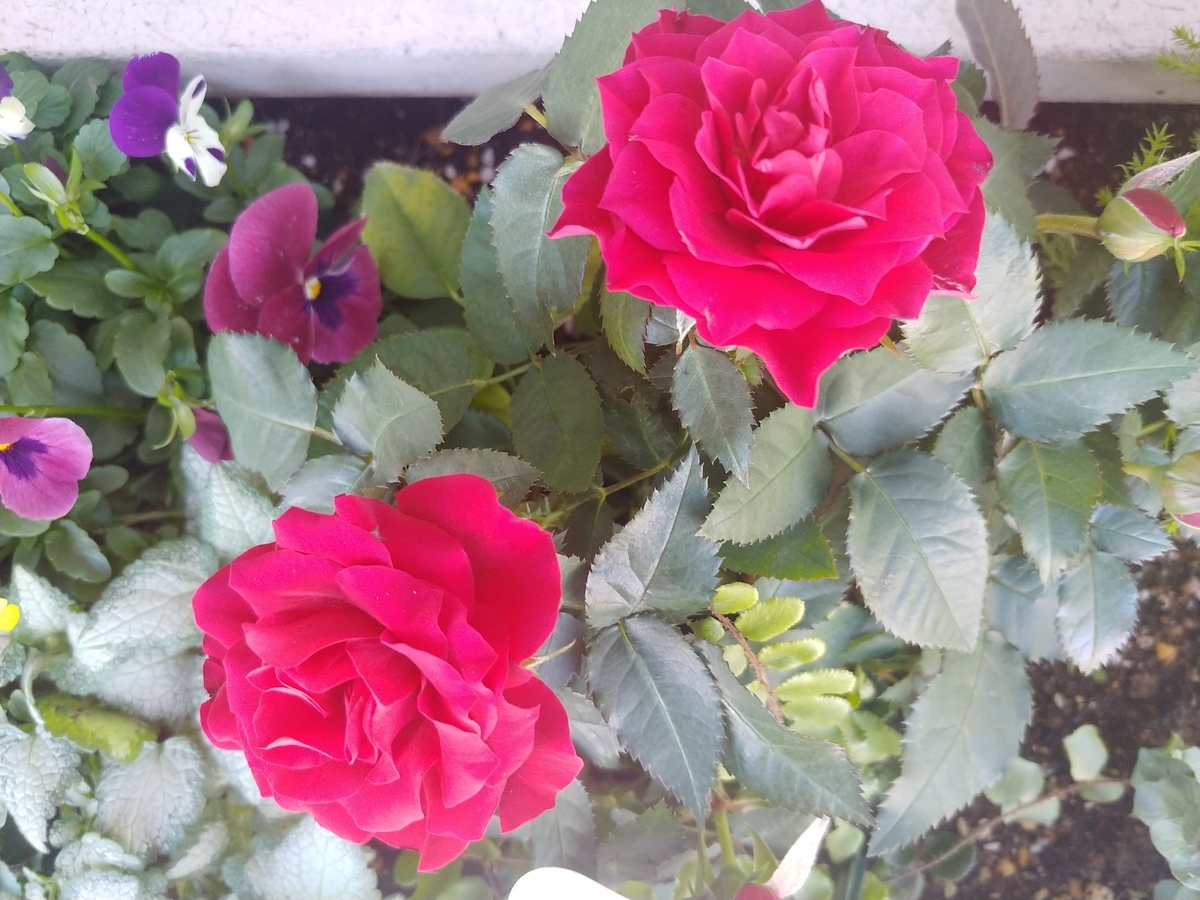 f:id:akalisa:20200114004430j:plain