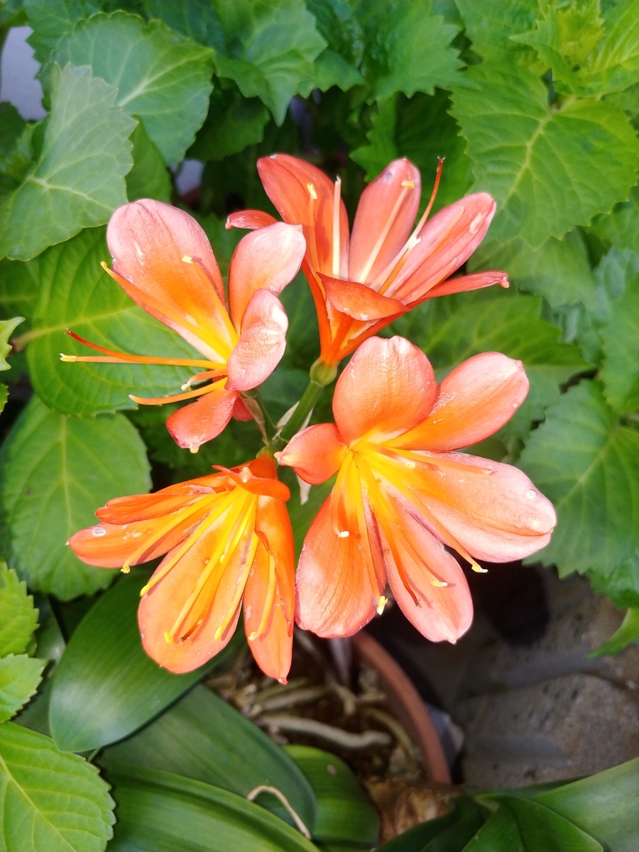 f:id:akalisa:20200124130159j:plain