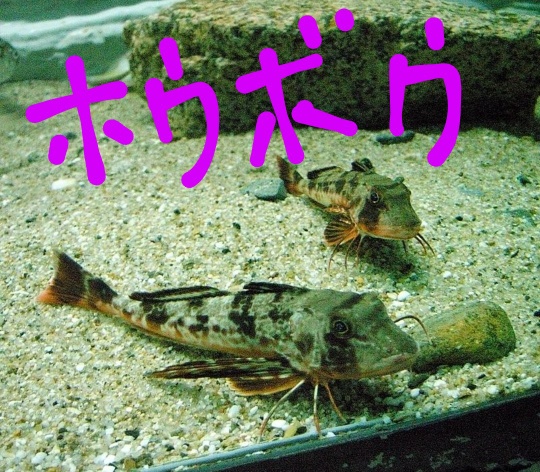 f:id:akalisa:20210427103611j:plain