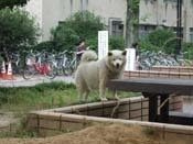 f:id:akamac:20070618095924j:image:right