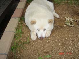 f:id:akamac:20070717125646j:image:left
