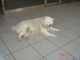 f:id:akamac:20070718101829j:image