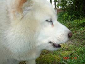 f:id:akamac:20070719095400j:image:left
