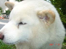 f:id:akamac:20070719095414j:image:right