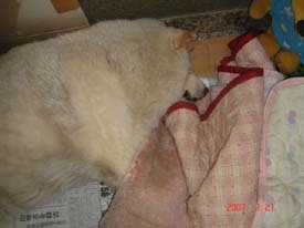 f:id:akamac:20070721095259j:image:left