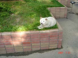 f:id:akamac:20070721164537j:image:right