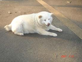 f:id:akamac:20070727172349j:image:right