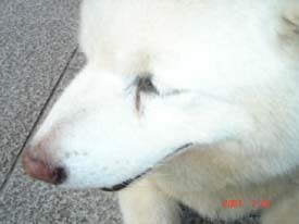 f:id:akamac:20070728161619j:image:right