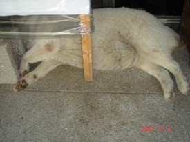 f:id:akamac:20070808130615j:image:right