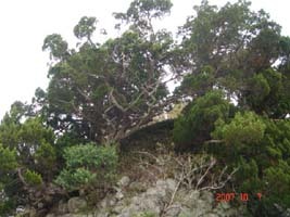 f:id:akamac:20071007111044j:image