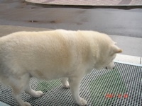 f:id:akamac:20071228102520j:image
