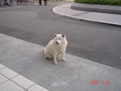 f:id:akamac:20080116130929j:image