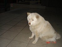 f:id:akamac:20080319174634j:image