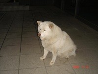 f:id:akamac:20080319174651j:image