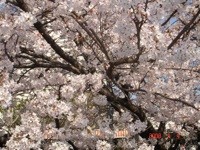 f:id:akamac:20080404154947j:image f:id:akamac:20080404154947j:image