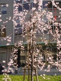 f:id:akamac:20080404155200j:image f:id:akamac:20080404155200j:image