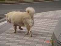 f:id:akamac:20080405142705j:image