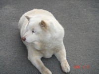 f:id:akamac:20080415173109j:image