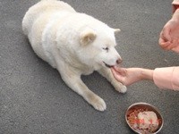 f:id:akamac:20080415173211j:image