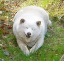 f:id:akamac:20080419164411j:image