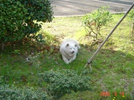 f:id:akamac:20080419164429j:image