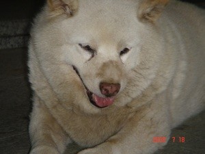f:id:akamac:20080718190552j:image