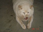 f:id:akamac:20080718190644j:image