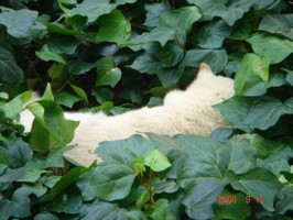 f:id:akamac:20080911132950j:image