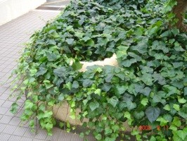 f:id:akamac:20080911133013j:image