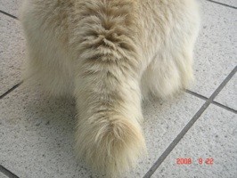 f:id:akamac:20080922132932j:image