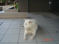 f:id:akamac:20081018165444j:image