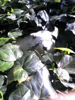 f:id:akamac:20081112184657j:image