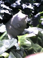 f:id:akamac:20081112184658j:image