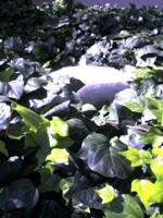 f:id:akamac:20081112184659j:image