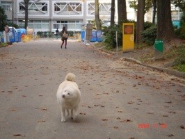 f:id:akamac:20081122151305j:image